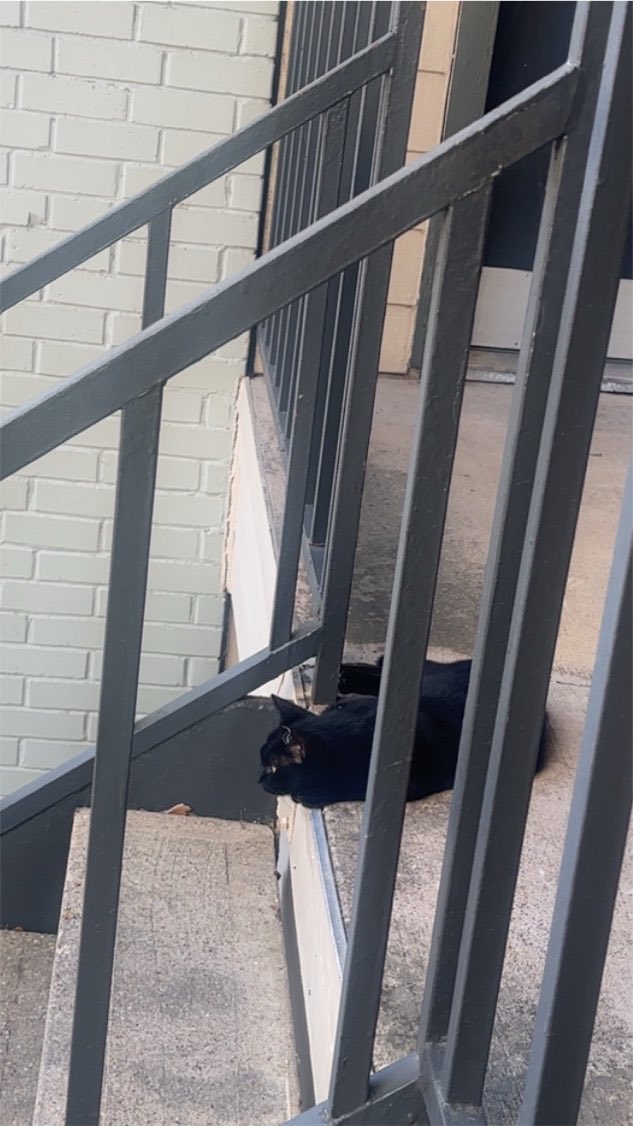 NatalieKoerthVO's tweet photo. this little guy has been visiting almost every morning asking for food. I can tell he wants affection but is just a little too scared though 🥺 https://t.co/WVtdtQr7vF