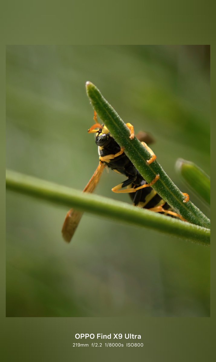Bickoune's tweet photo. Back to my little wildlife at home ! Master Mode with manual autofocus.

All were moving pretty fast except 2. 

Shot on #OppoFindX9Ultra
#ShotOnOppo
#ShotOnSnapdragon
#OppoCommunity
#Snapdragon
#OPPO
@oppo @OPPOFrance @Snapdragon @Snapdragon_FR https://t.co/iEJbU5gxpF