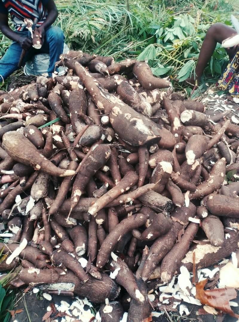 GroupeNida's tweet photo. Début ce matin de la transformation du manioc. Nous produirons du #Gari de bonne qualité pour nos clients. 

Ladies will transform our #cassava into cassava flour in few days. 

#Terredenosaïeux #TgTwittos #Agriculture #Togo https://t.co/GrqJYnrKJb