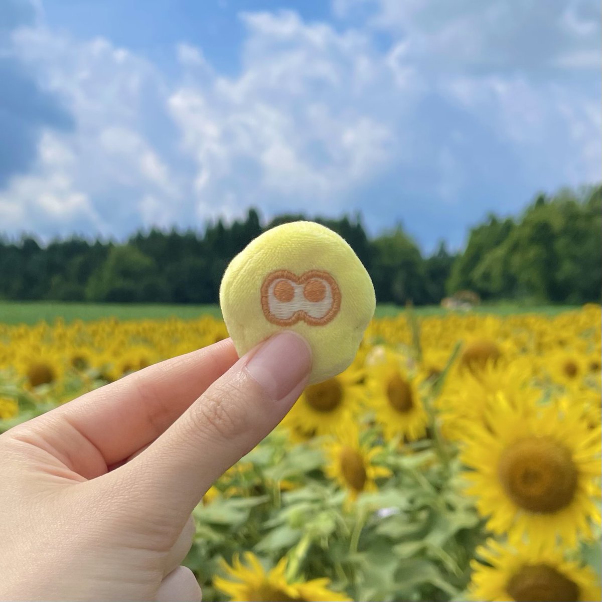 GYO_OYC's tweet photo. 🌻🌻🌻 https://t.co/jh3GRS3pZo