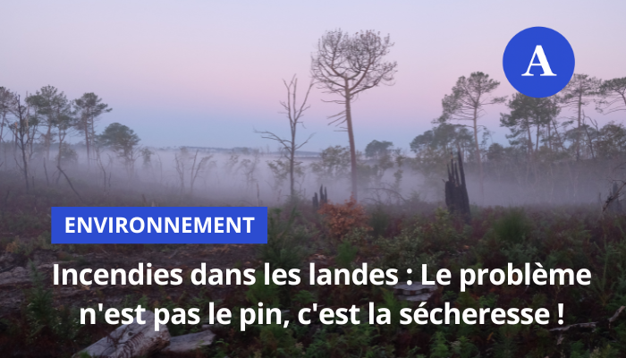 Altaide_JF's tweet photo. Quel avenir pour la forêt des Landes ? Un grand dossier Aqui
#incendies #landes #gironde #feux 
https://t.co/bCDe00o4dQ https://t.co/KW0ywz5Syq
