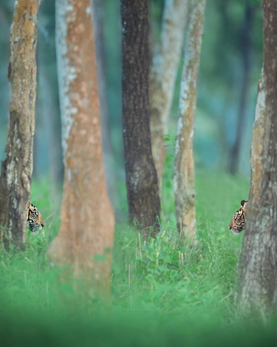 bcncol's tweet photo. Everything is binary.

On my photographic safaris I guided this October, the aim was to tell the story of a changing forest. Monsoon transitions into winter and a beautiful duality begins to unfold. Rain and shine, shadow and light, shades of yellow ... https://t.co/EpkgOM0ZT9