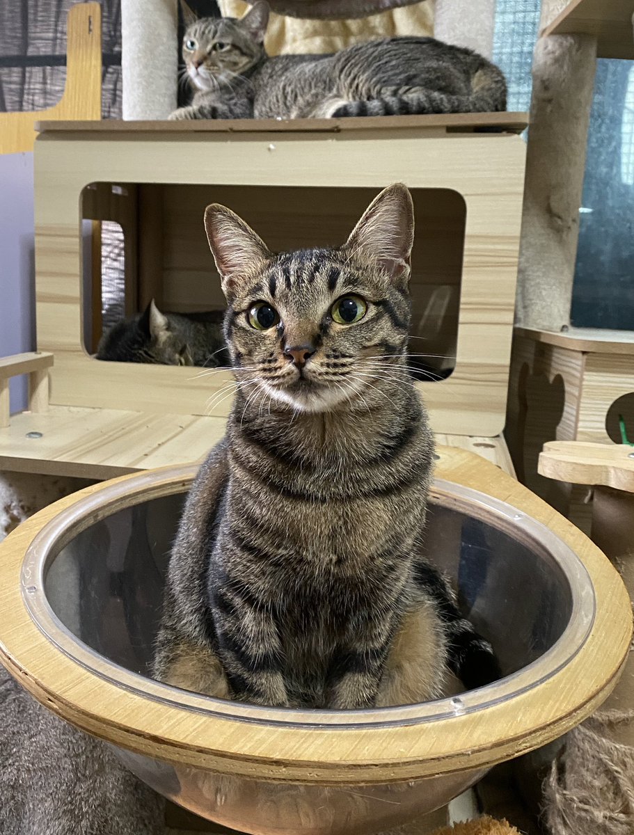 catperson020723's tweet photo. มะเฟือง อยากมีบ้าน🏡

#หาผู้อุปการะ #หาทาสใหม่ใจดี

เพศเมีย ทำหมันแล้ว อายุ 8 เดือน ตรวจโรคแล้วปลอดโรค ทำวัคซีนแล้ว

ขี้อ้อน รักนุดมากๆ ชอบมาคลอเคลียใกล้ ๆ
ปรับตัวกับแมวอื่นได้ดี

ส่ง กทม. ปริมณฑลชลบุรี ระยอง ส่งถึงบ้านใหม่เท่านั้น

*รับเลี้ยงฟ_รี แต่มีคัดบ้าน*

#แมวจร #adoption https://t.co/8nFDf2OSmm