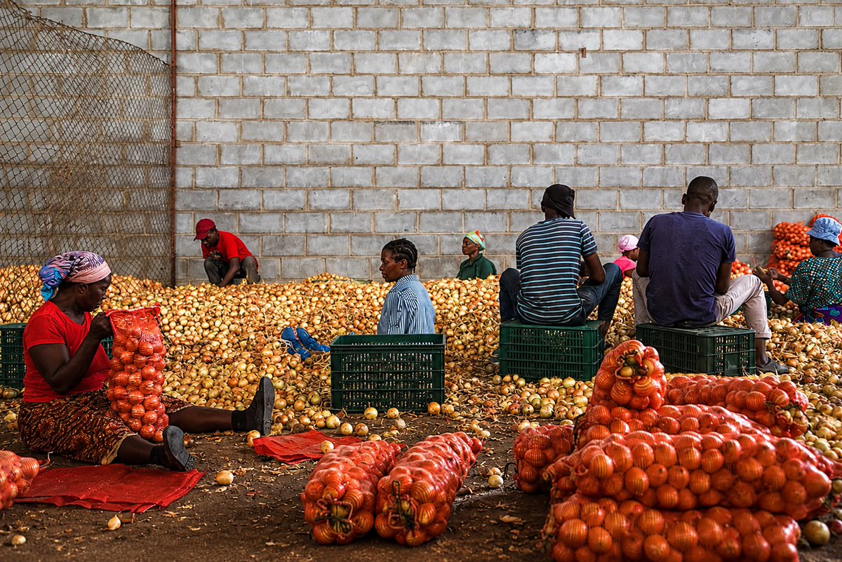 agribusinesszw's tweet photo. Consider starting your own sales outlets rather than relying solely on third-party distributors( middlemen) or retailers.

#agribusinesstalk https://t.co/zKplXPqMF9