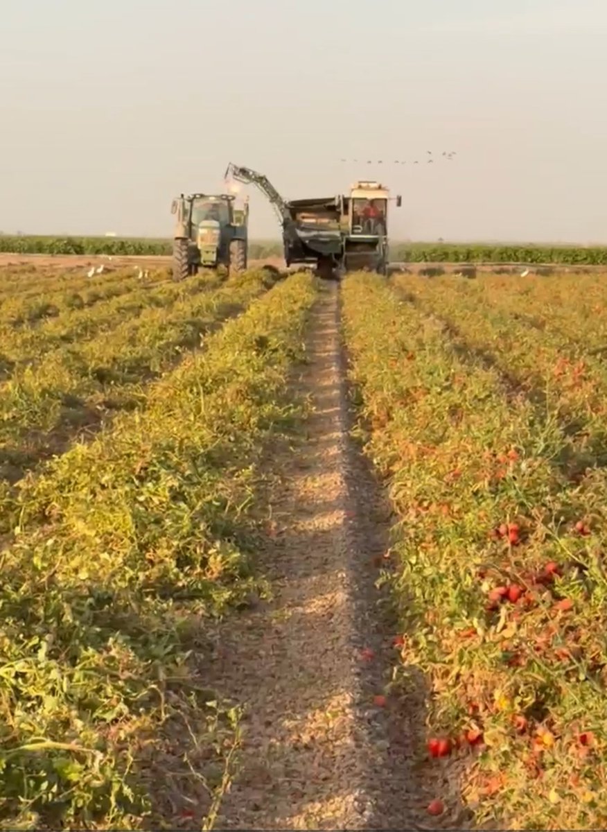 La_COAG's tweet photo. 5/ Cuando ves el precio del ketchup en el súper, hay una guerra, un estrecho y un agricultor español detrás. Nosotros no vamos a mirar para otro lado.

🔁 Comparte este hilo. Cuanta más gente lo entienda, más presión hay para actuar. https://t.co/d5QLwXfoR8