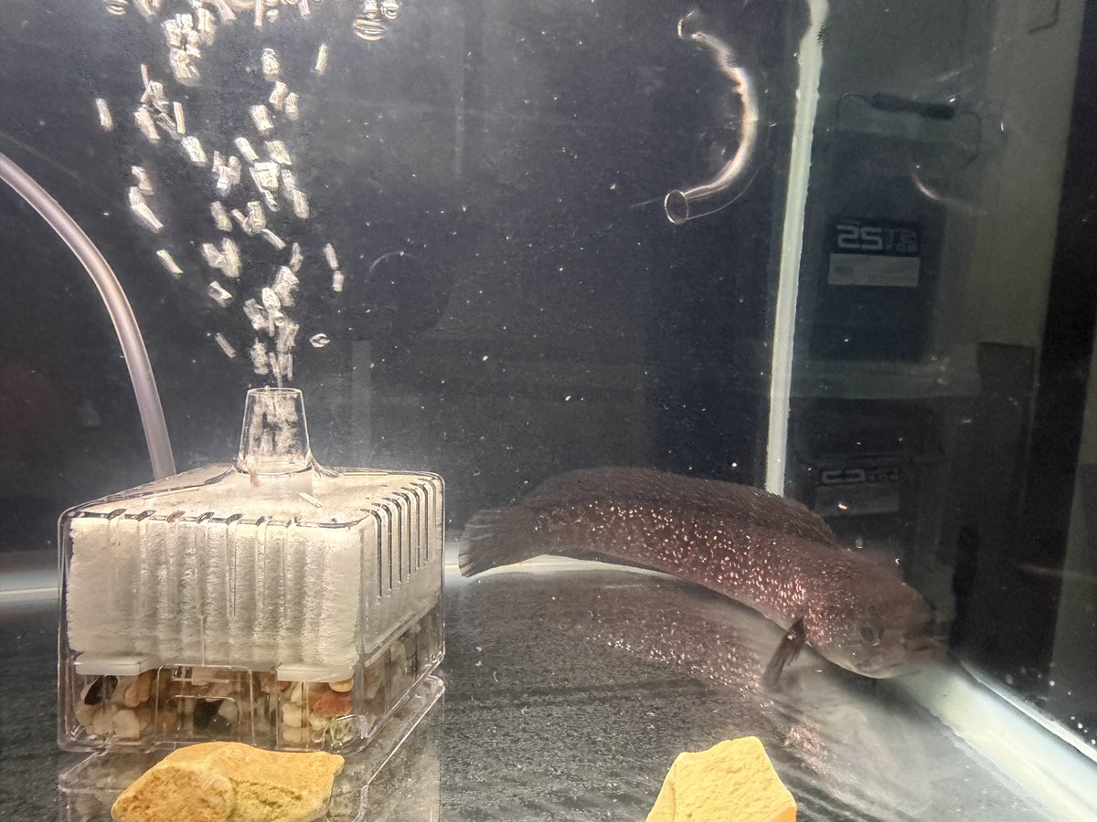 kuron_eros's tweet photo. 20cmを超えたレッドギャラクシーコウタイ。さすがに30cmキューブ水槽では狭過ぎると思い放置していた60cmらんちゅう水槽へお引越し。 https://t.co/KwXB1oRcS9