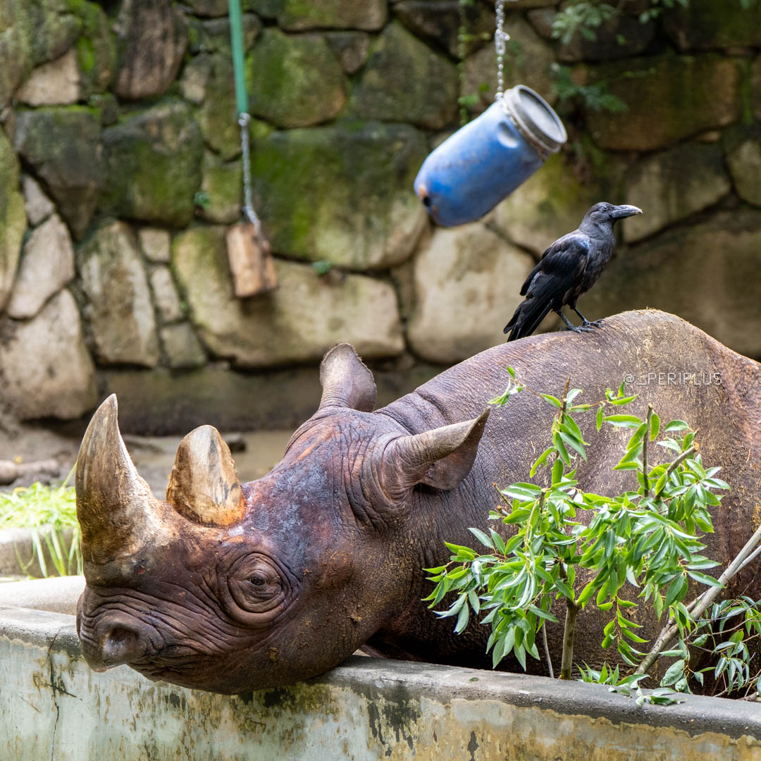 _periplus's tweet photo. マロとカ太郎。
20260813
#上野動物園 
#ヒガシクロサイ 
#マロ 
#カ太郎 https://t.co/z5K0mORWeW