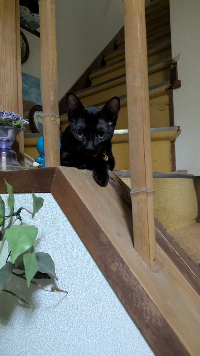 Shin_EEDS's tweet photo. 今週の子猫たち https://t.co/CYHMKPKiUW