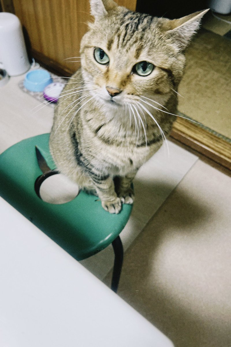 Hamu_games's tweet photo. 恒例の友人の猫の世話
癒やし〜 https://t.co/7nCwlp4ZKi