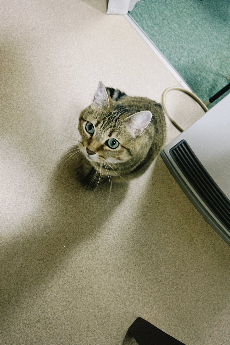 Hamu_games's tweet photo. 恒例の友人の猫の世話
癒やし〜 https://t.co/7nCwlp4ZKi