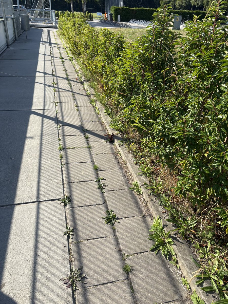 vvhelpman's tweet photo. Het vrijdagmorgen team is weer bezig om het sportpark seizoensklaar te maken. #clubvoorhetleven https://t.co/TYircVBpFr