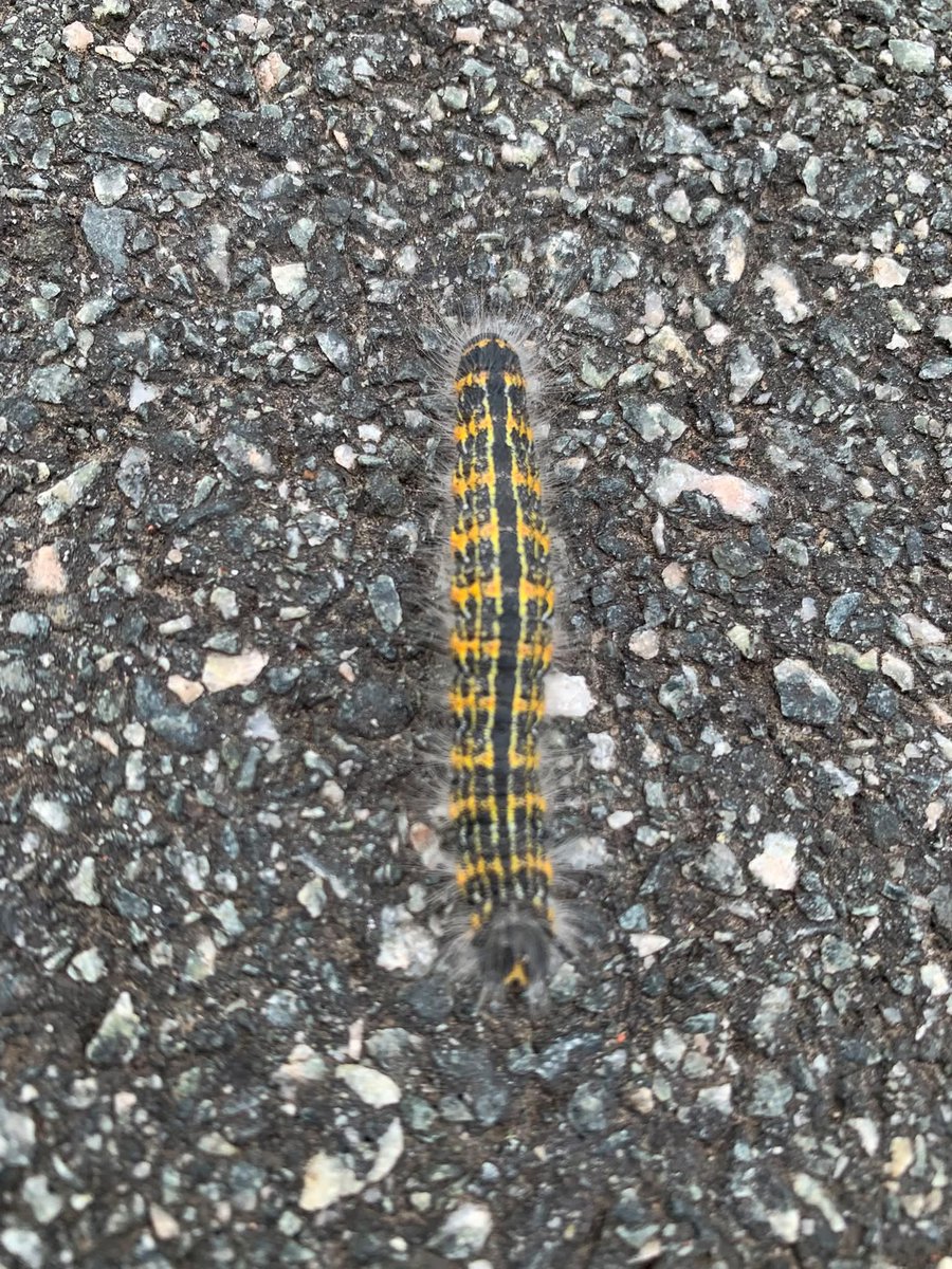MLife70780's tweet photo. Challenge for nature lovers:
Go outside right now.
Find 3 different bugs.
Snap them in Insect Collector.
Which one is the rarest?
Drop your best find in the replies 👇
App link: https://t.co/1l5LbJJkQX https://t.co/HqX9h86hoZ
