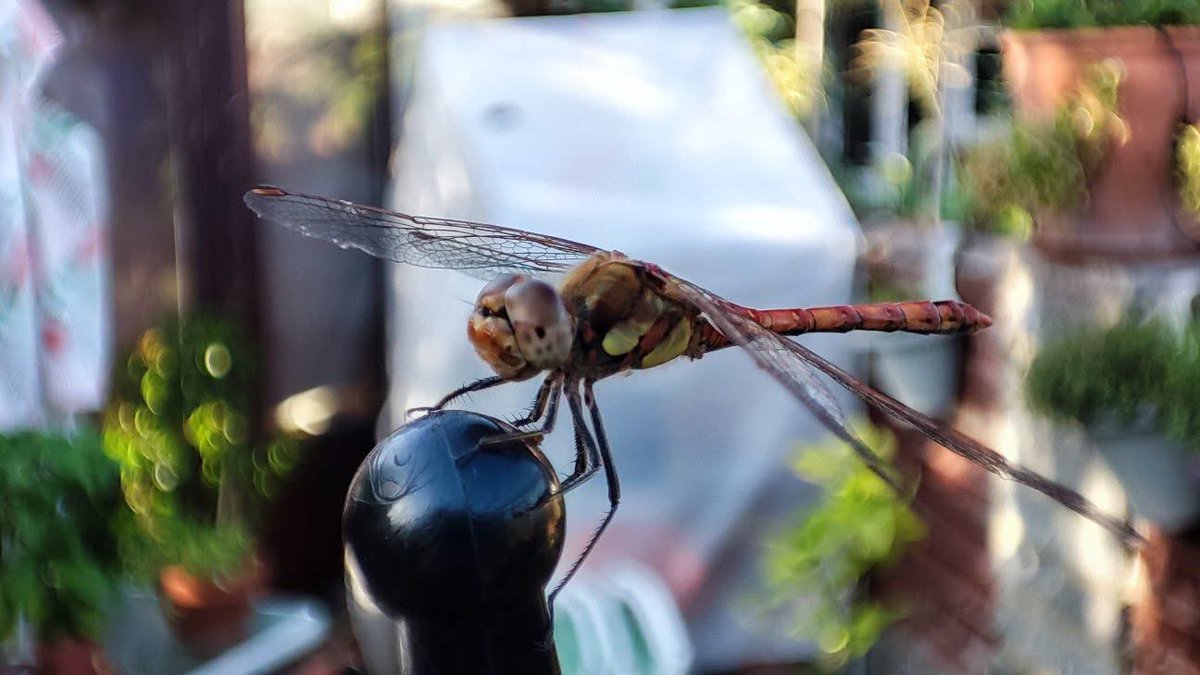 MLife70780's tweet photo. That weird bug on your window at 2am?
Don’t Google it.
Just open Insect Collector, snap it, and watch it turn into a trading card with scientific name + rarity.
Common → Uncommon → Rare → Legendary
How many can you catch this weekend?
Free on the App Store
https://t.co/KY0VbCxdxe