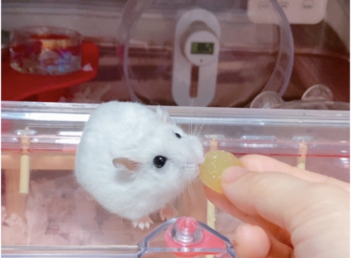 milmil814's tweet photo. んまーーー！✨🐹ྀི✨ https://t.co/oK6NQQ99S9