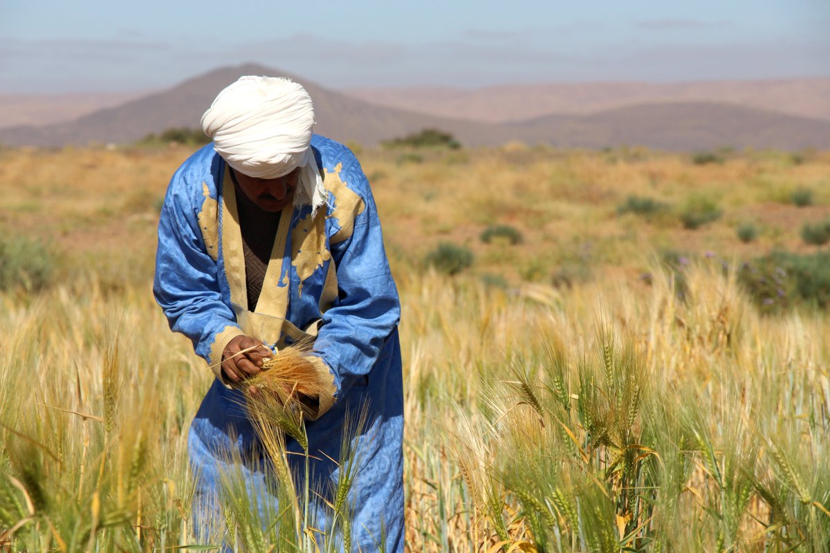 ralphdehaas's tweet photo. 1/ Microcredit 2.0: what will it look like?

The classic microloan is rigid: repayment starts immediately and stays flat every month. That made microcredit scalable. It's also why it fits a farmer paid after the harvest, or a craftsperson whose sales peak at a festival, badly... https://t.co/zHbZvf5EU2
