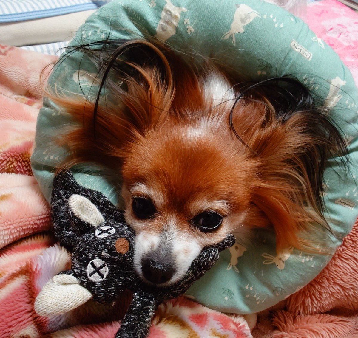messagecolor101's tweet photo. 帰ってきたぜ。かわいいね。 https://t.co/6p8adIejp9