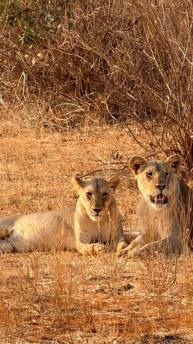 aiyasageo's tweet photo. @KWSKenya just a reminder. Lions have been roaming around Vindo, Mbololo, and Kasighau, preying on our livestock—the only remaining source of livelihood during this drought season. We are living in fear and urgently need your intervention before lives are lost. https://t.co/HLh0qmJn9t