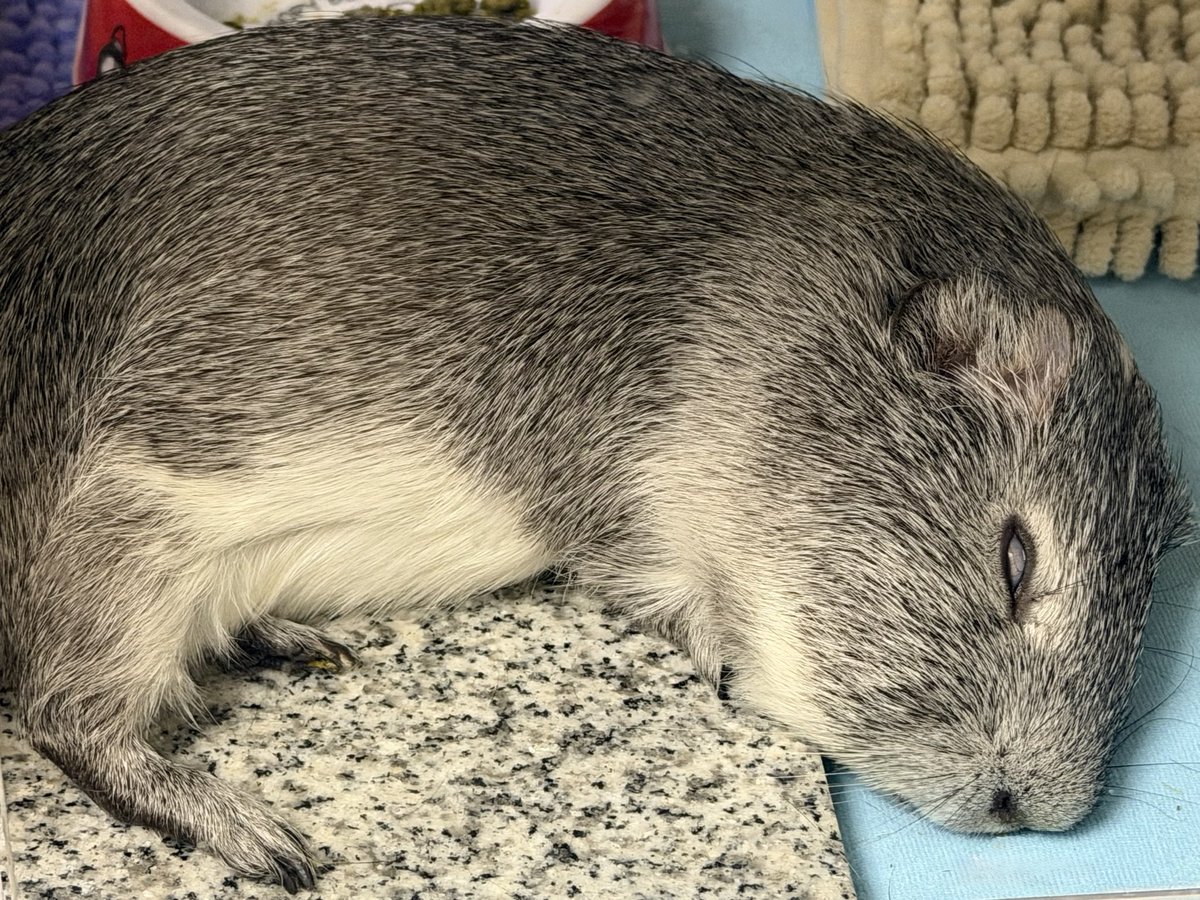 Debugorgon's tweet photo. 怖い
#モルモット
#テンジクネズミ 
#guineapig https://t.co/XuI2Mtk2Ka