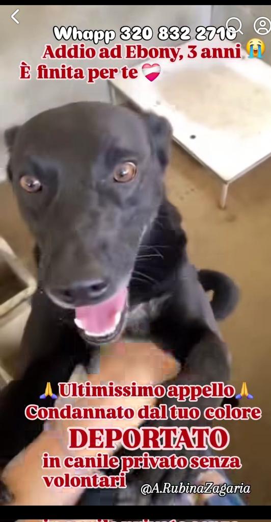 Gioia46507476's tweet photo. URGENTISSIMO‼️‼️ EBONY 3 anni, tg media, tra pochissimi giorni verrà trasferito nel solito megacanile privato senza volontari. Purtroppo,come molti cani neri, il colore non aiuta nell'adozione ma lui è molto socievole, ama gli umani ma rischia il canile a vita‼️ RPRPRP 🙏🙏❤️❤️ https://t.co/UITBGQM7uy