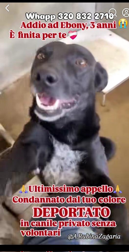 Gioia46507476's tweet photo. URGENTISSIMO‼️‼️ EBONY 3 anni, tg media, tra pochissimi giorni verrà trasferito nel solito megacanile privato senza volontari. Purtroppo,come molti cani neri, il colore non aiuta nell'adozione ma lui è molto socievole, ama gli umani ma rischia il canile a vita‼️ RPRPRP 🙏🙏❤️❤️ https://t.co/UITBGQM7uy