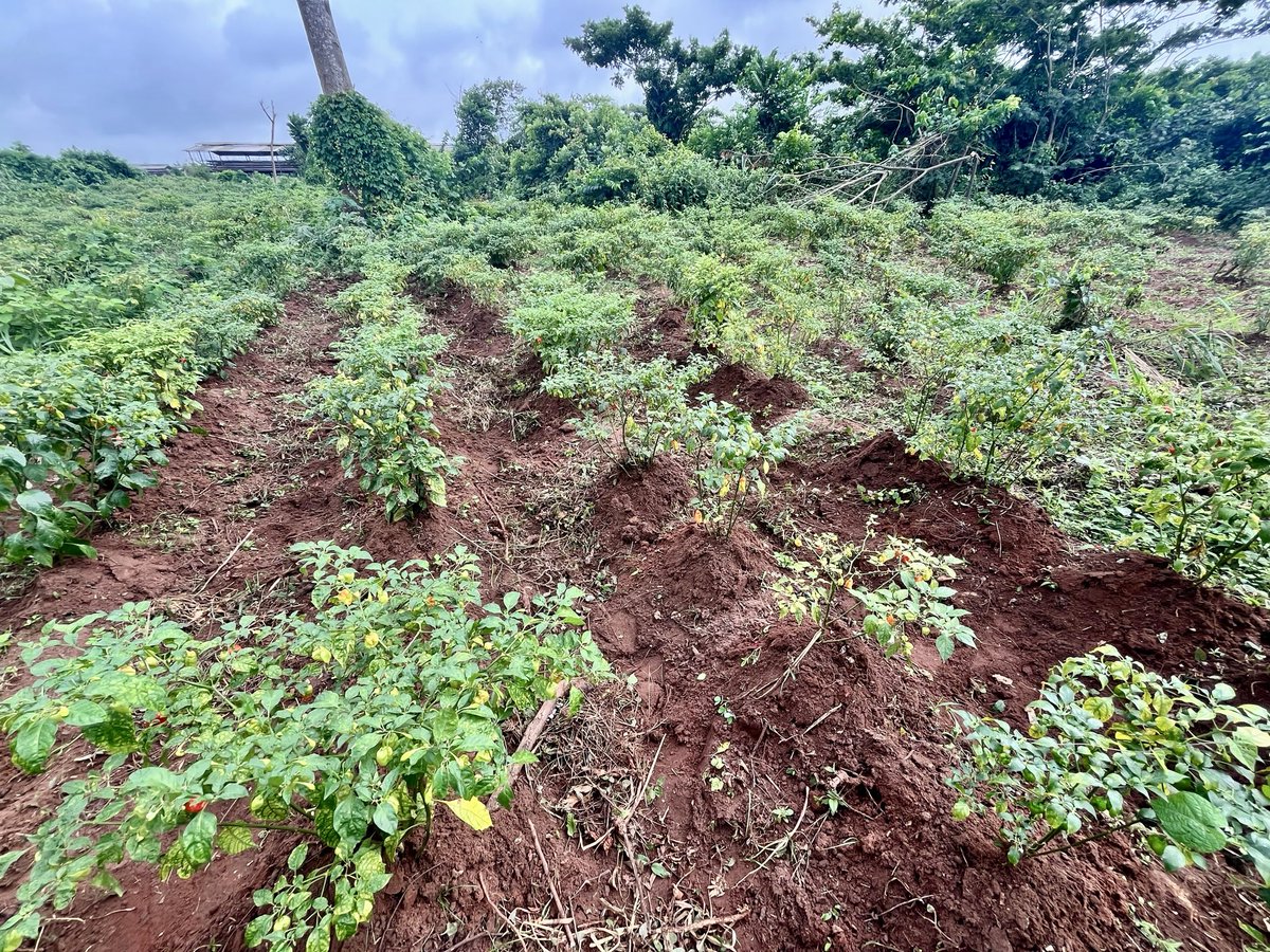 HalfBrainnz's tweet photo. A man and his pepper 289 pepper stand
the goal is 1000 stand the next planting season https://t.co/j4tnF1aIBl