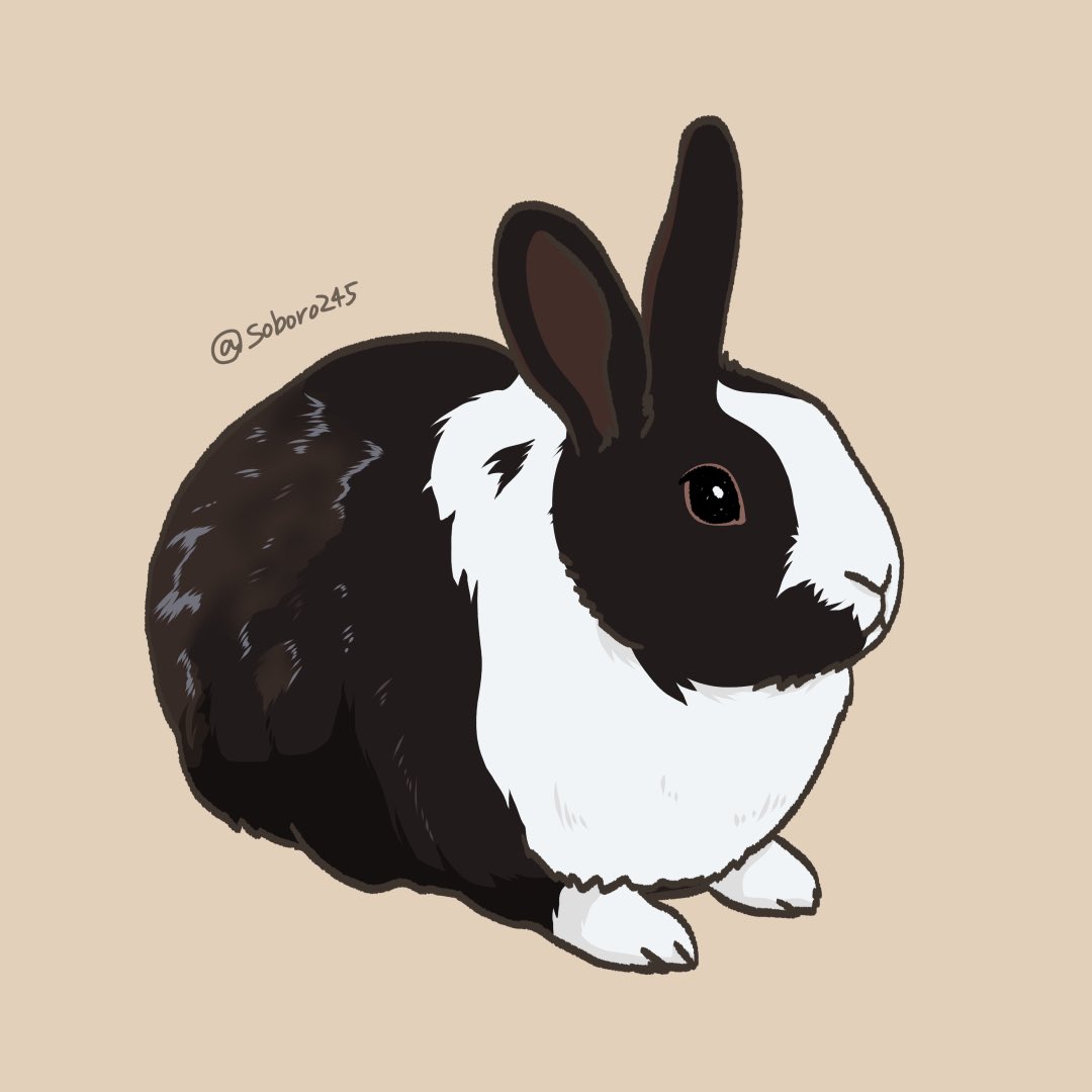soboro245's tweet photo. ダッチうさぎさん🐰🐼 https://t.co/7yElRNLsjg