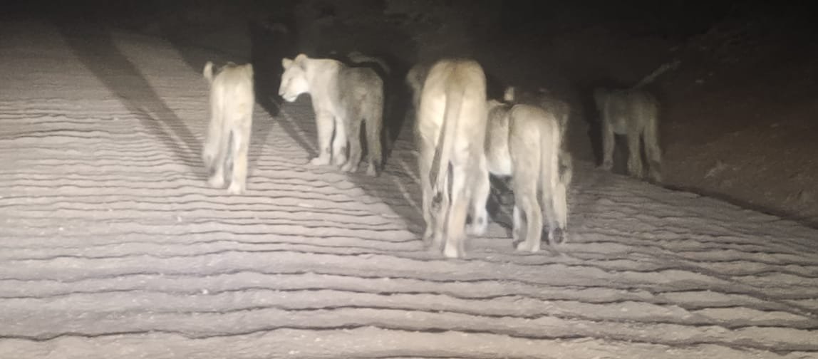 aiyasageo's tweet photo. @KWSKenya just a reminder. Lions have been roaming around Vindo, Mbololo, and Kasighau, preying on our livestock—the only remaining source of livelihood during this drought season. We are living in fear and urgently need your intervention before lives are lost. https://t.co/HLh0qmJn9t