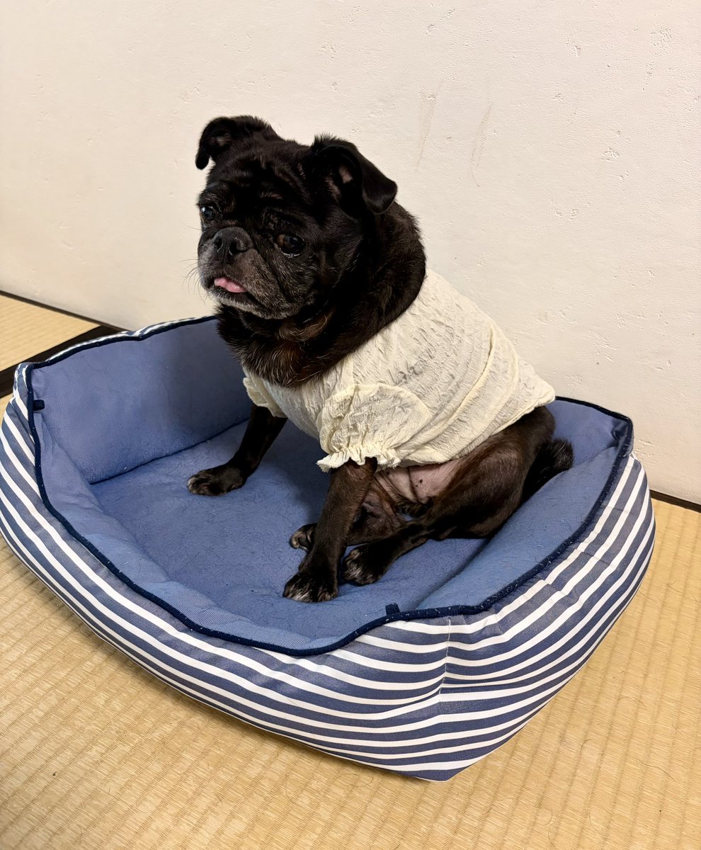 bilo's tweet photo. ちょっと電池切れの私です(ご飯前)🐕‍🦺 https://t.co/M8gvP3fdTc