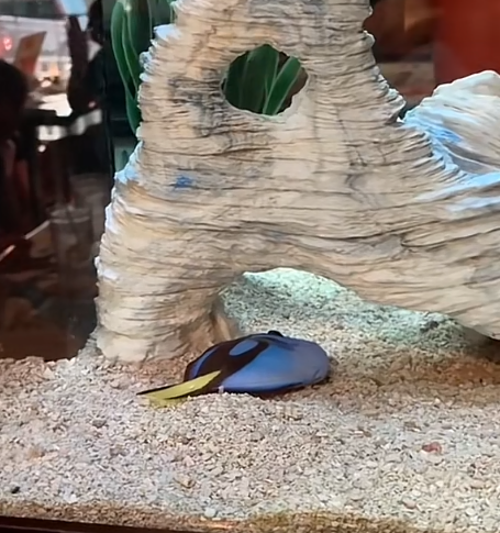 smkrsol's tweet photo. A FISH NAMED "DORY" IS GOING MEGA VIRAL ON TIKTOK

Dory has blown up on Tiktok with 7M views in just 3days and has literally become a MEME.

Dory has a swimming problem causing her to lay on the floor like she's dead, the comments are filled with MEMES.

https://t.co/BpvpWVeRvu https://t.co/OwTP5GGb8T