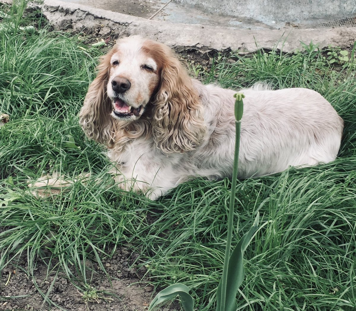 TeaDumbo's tweet photo. Прощавай мій маленький собачка 🐶 ти був світлом мого життя, найкращий хороший хлопчик у світі, ти був хоробрим і боровся до кінця ❤️‍🩹 я буду любити тебе завжди 💛 https://t.co/I0jMw1pwfS
