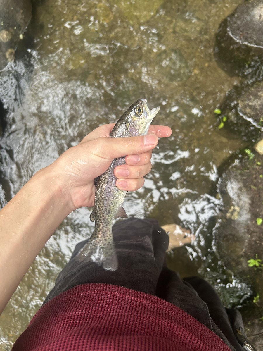 tatsuki_honma's tweet photo. キャンプしてきました☺️🏕。
2枚目はアユのつかみ取りです
 #キャンプ   #宮城県  #七ヶ宿 https://t.co/vD2n11oGH4
