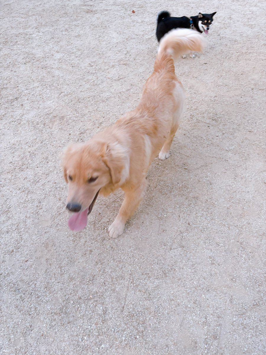 tpxxDOG's tweet photo. 自分より小さい相手には強く出るからいつかコテンパンにやられるといい https://t.co/Rt0Ry8REoQ
