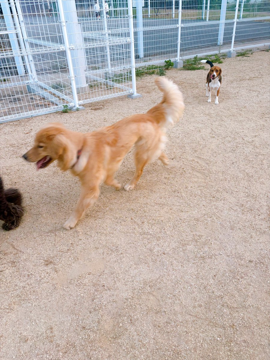 tpxxDOG's tweet photo. 自分より小さい相手には強く出るからいつかコテンパンにやられるといい https://t.co/Rt0Ry8REoQ