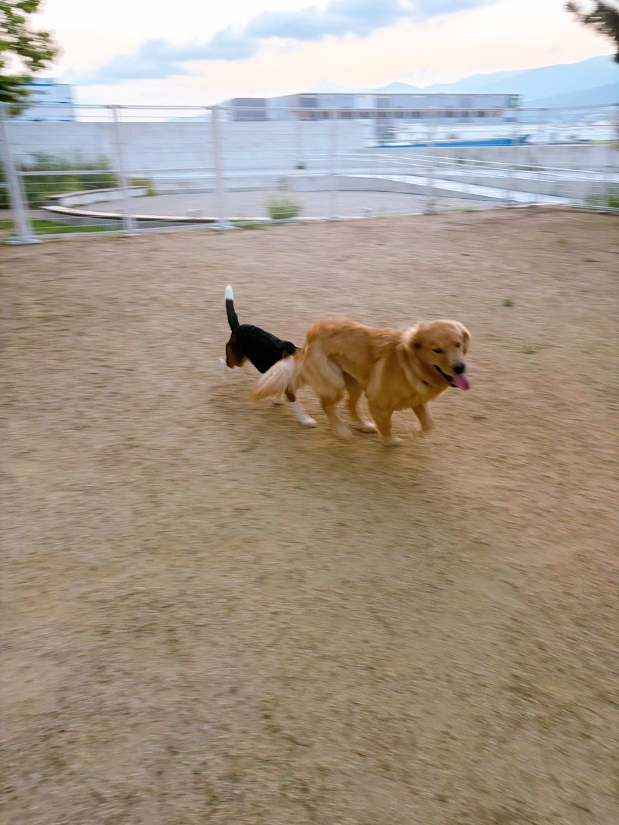 tpxxDOG's tweet photo. 自分より小さい相手には強く出るからいつかコテンパンにやられるといい https://t.co/Rt0Ry8REoQ