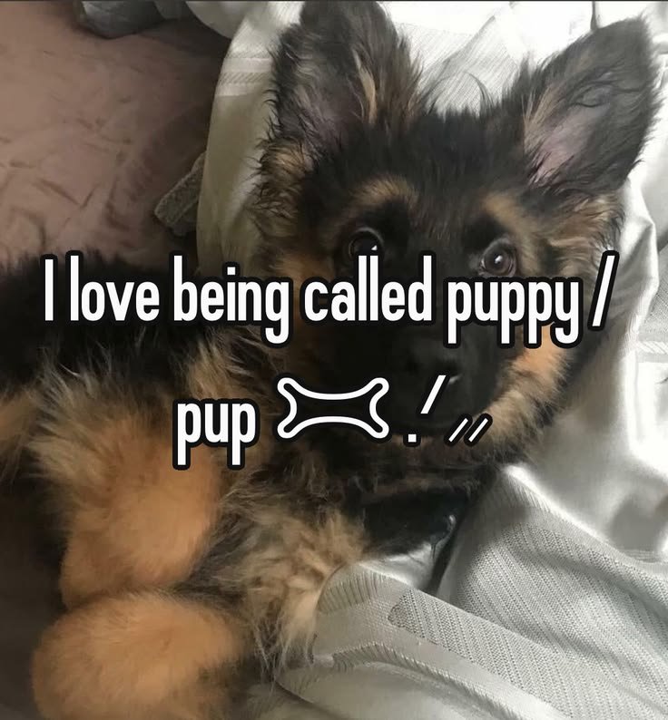 Pup_Fever's tweet photo. https://t.co/ZneJnKOrxw