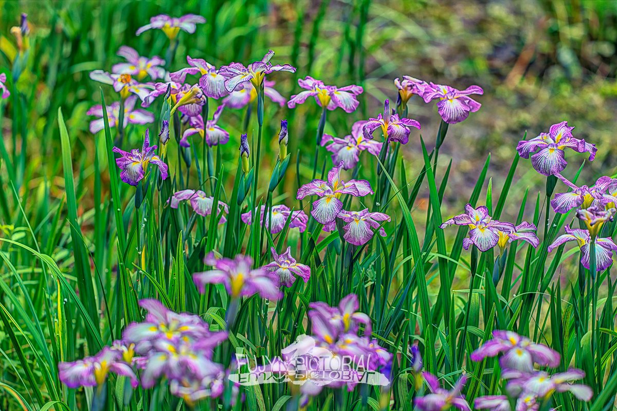 fujyn234's tweet photo. https://t.co/yF0GYNHyNd
#nature #flower #birdwatching #LUMIXJAPAN https://t.co/e4ERX1jzLe