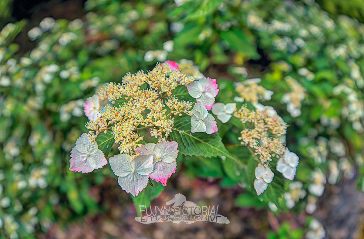 fujyn234's tweet photo. https://t.co/yF0GYNHyNd
#nature #flower #birdwatching #LUMIXJAPAN https://t.co/e4ERX1jzLe