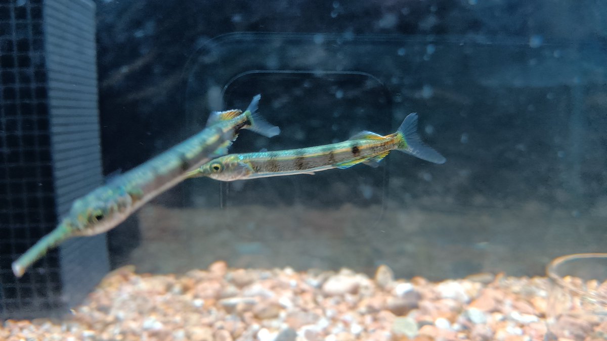 kuroiusagi_'s tweet photo. これらはホシザヨリの稚魚ですか……有識者の方教えた���ださい https://t.co/Yu3m95eIUO