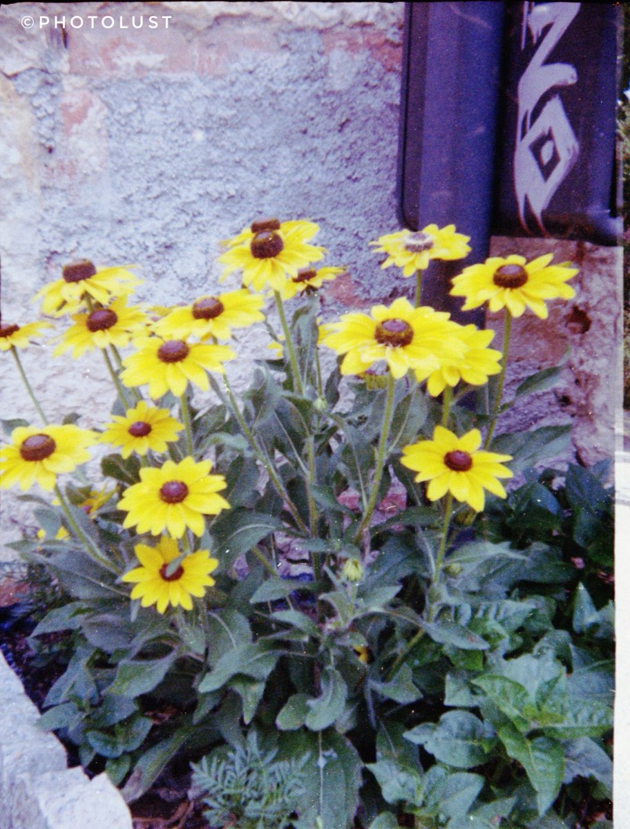 photo_lust's tweet photo. #Analogue #Analoguephoto #Analoguephotography #Holga 
#Color #Colorphoto
#Nature #Flower

#FlowerFriday 

#Lomography
📷 #Holga135TIM
🎞️ #Kodak #UltraMax 400 https://t.co/sMf0ZSzRzd