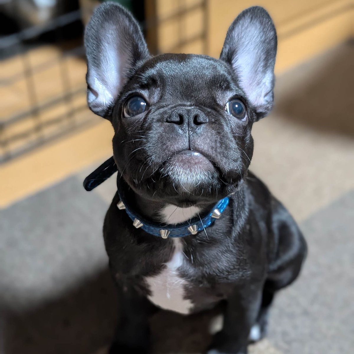 _extraheavy's tweet photo. 装着写真。（まだちびっこです） #extraheavy #フレブル #フレンチブルドッグ #frenchbulldog #buhi

https://t.co/l2uXvlT4GR https://t.co/ns3Ea6qb4E