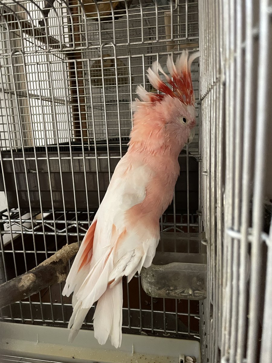 amazonnzou's tweet photo. 実家のオウム https://t.co/ZMOAn4vpvA