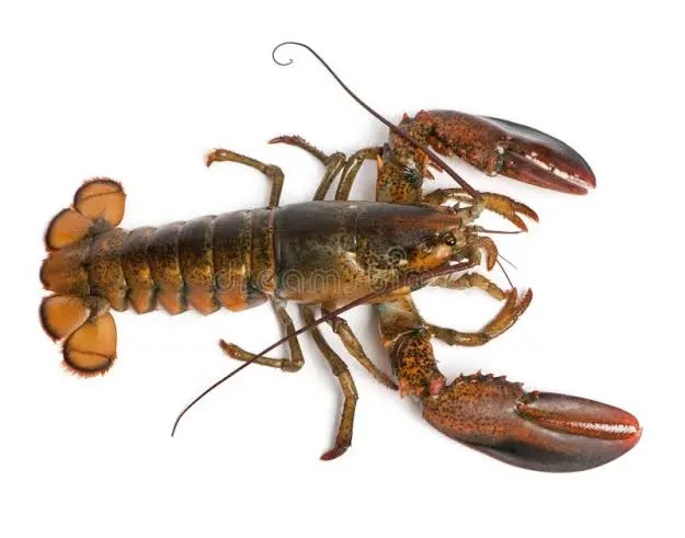 TheGoodRv's tweet photo. Tu bouffes du homard en tant que ministre ? tu es contraint de démissionner.
Tu piques du pognon public pendant près de 20 ans à hauteur de 1.4 millions € via @RATPgroup ? circuler il n'y a rien à voir.
@FdeRugy VS @BallyBagayoko
#LREM VS #LFI
#CentreDroite VS #extremeGauche https://t.co/QlXCFNx1cJ