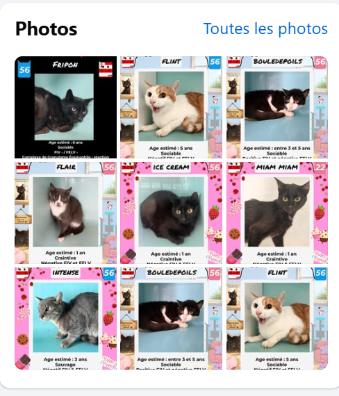 justineducern's tweet photo. Ces 7 chats sont toujours sans solution . 
On arrive aujourd'hui à la fin du délai légal de fourrière Aussi si vous pouvez en adopter un, 
ou si vous êtes une association
Pour renseignements afin de  les sauver
Merci de faire un message à UFB  par ce lien:
https://t.co/cij7aMhLYw https://t.co/Qx0dULtp26