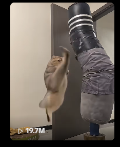 smkrsol's tweet photo. 20M VIEWS IN A DAY

New version of "catana cat" dropped and it's going mega VIRAL with 20M views in a day.

This has become a huge BRAINROT MEME and it's all over INSTAGRAM and TIKTOK.

Catana went to 500K and this is even more VIRAL.

https://t.co/lEFFMPwVT8 https://t.co/oGypCeIxzo