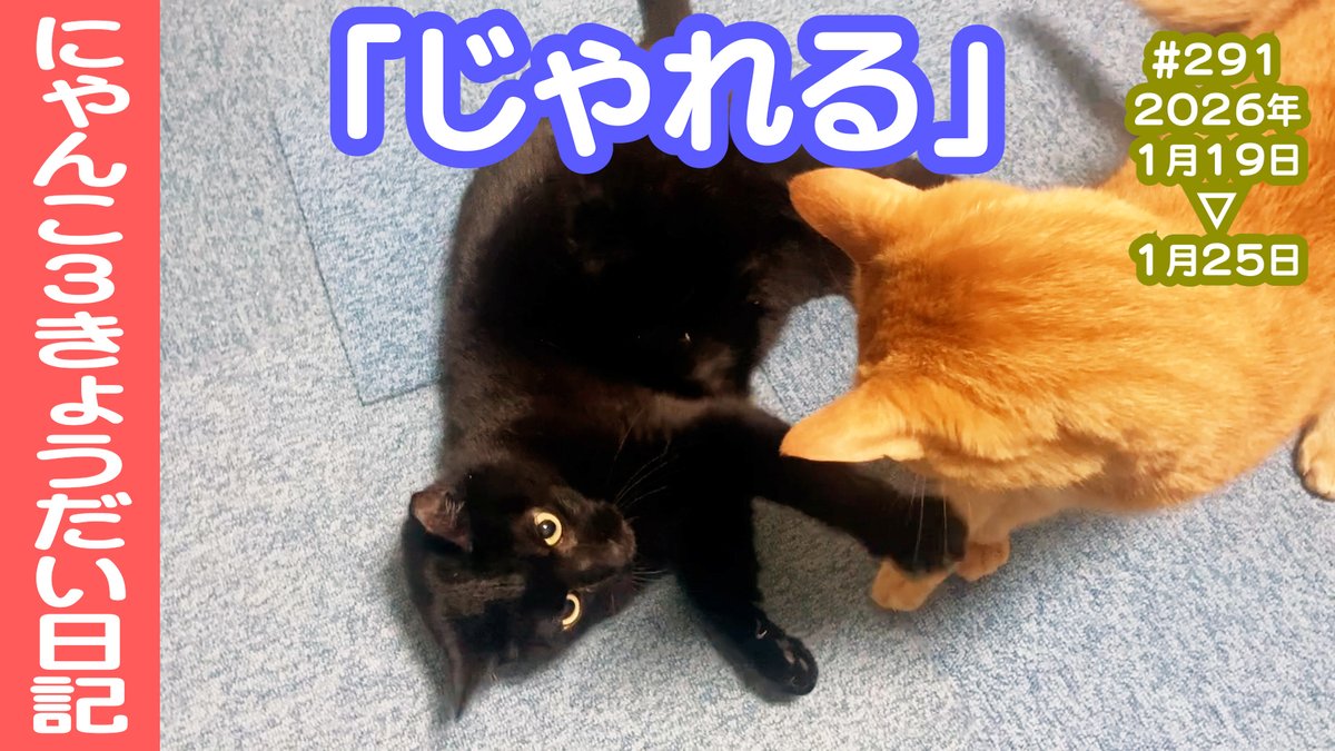 CatsLife_'s tweet photo. ❣️❣️YouTube上がりました❣️❣️

【ありかおぶっく @arikaobuk】さんの
「にゃんこ3きょうだい日記 #291 Diary of 3Cats」です✨🐈
↓
https://t.co/IzuOWZVZ8e

とっても可愛いのでぜひご覧ください😊

#猫動画 #ネコ動画 #猫 #ねこ #保護猫 #繁殖引退猫 #癒し
#茶トラ #黒猫 #スコティッシュフォールド https://t.co/KqXLZYstce