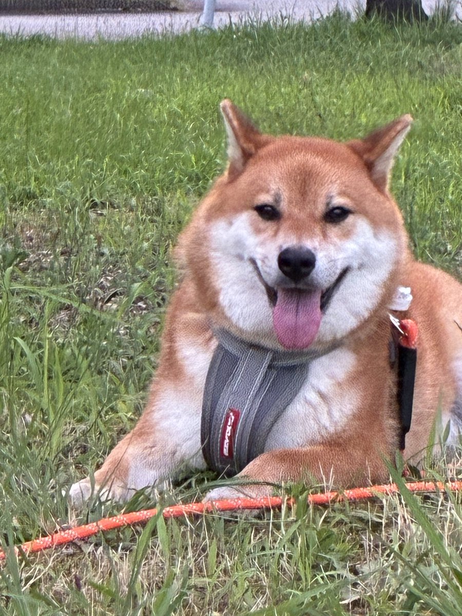281308ehr's tweet photo. ロングリード25mを買った当日
謎の貫禄

#柴犬 #しばいぬ #さんぼ #リード https://t.co/151ve36HGO