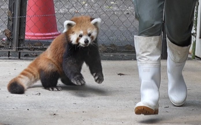 CuddleRedPanda's tweet photo. りんご！ りんごだね！！？ 
飼育員さんまってー🐶🐾ぽてぽてて〜
うれしくて走りだすソラちゃん🩵🩷

2026.8.14
#redpanda #レッサーパンダ #Sora #ソラ #羽村市動物公園 https://t.co/rPpTrm0n74