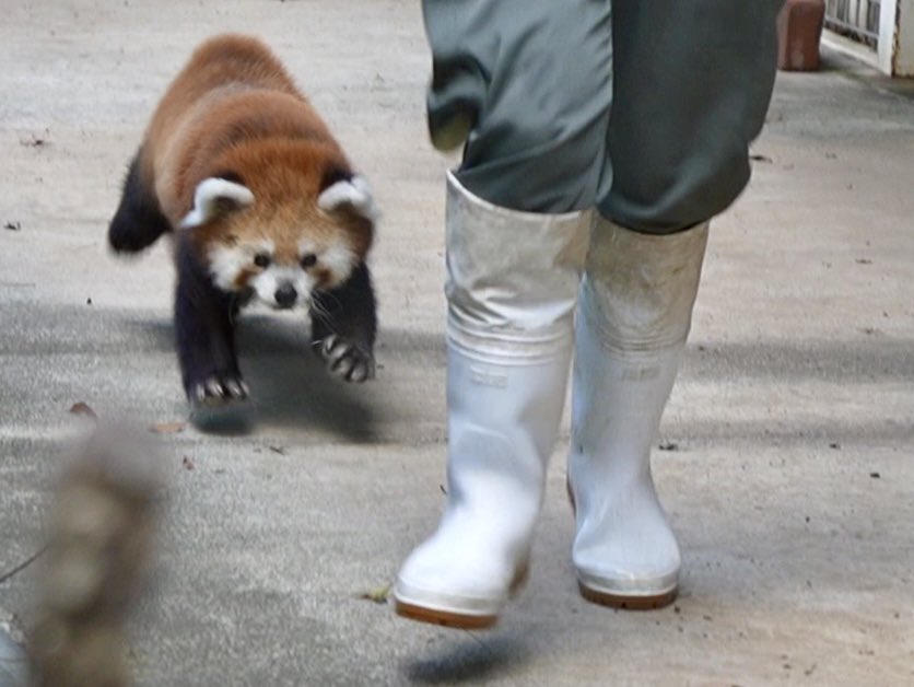 CuddleRedPanda's tweet photo. りんご！ りんごだね！！？ 
飼育員さんまってー🐶🐾ぽてぽてて〜
うれしくて走りだすソラちゃん🩵🩷

2026.8.14
#redpanda #レッサーパンダ #Sora #ソラ #羽村市動物公園 https://t.co/rPpTrm0n74