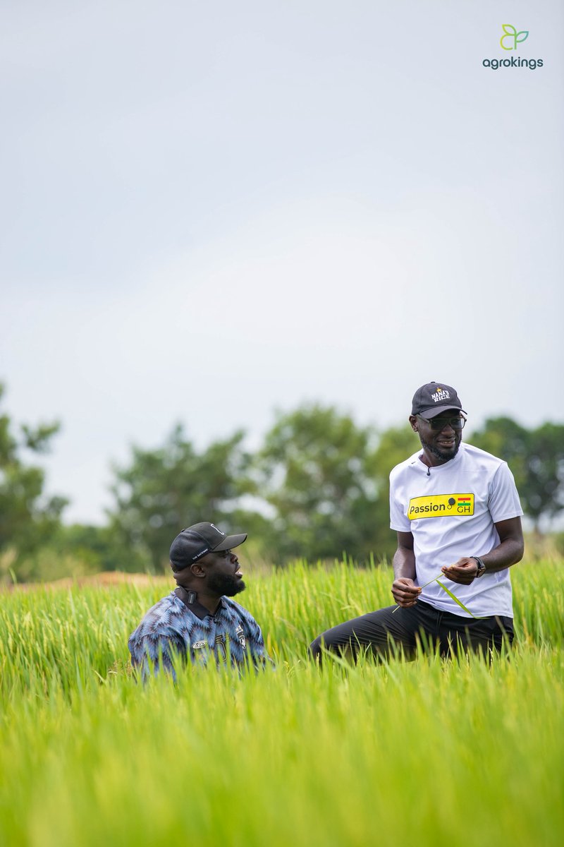 kwadwosheldon's tweet photo. Biggest rice farm in Ghana.. In the cut is the founder, Nana!! https://t.co/bDzOQWoc4A