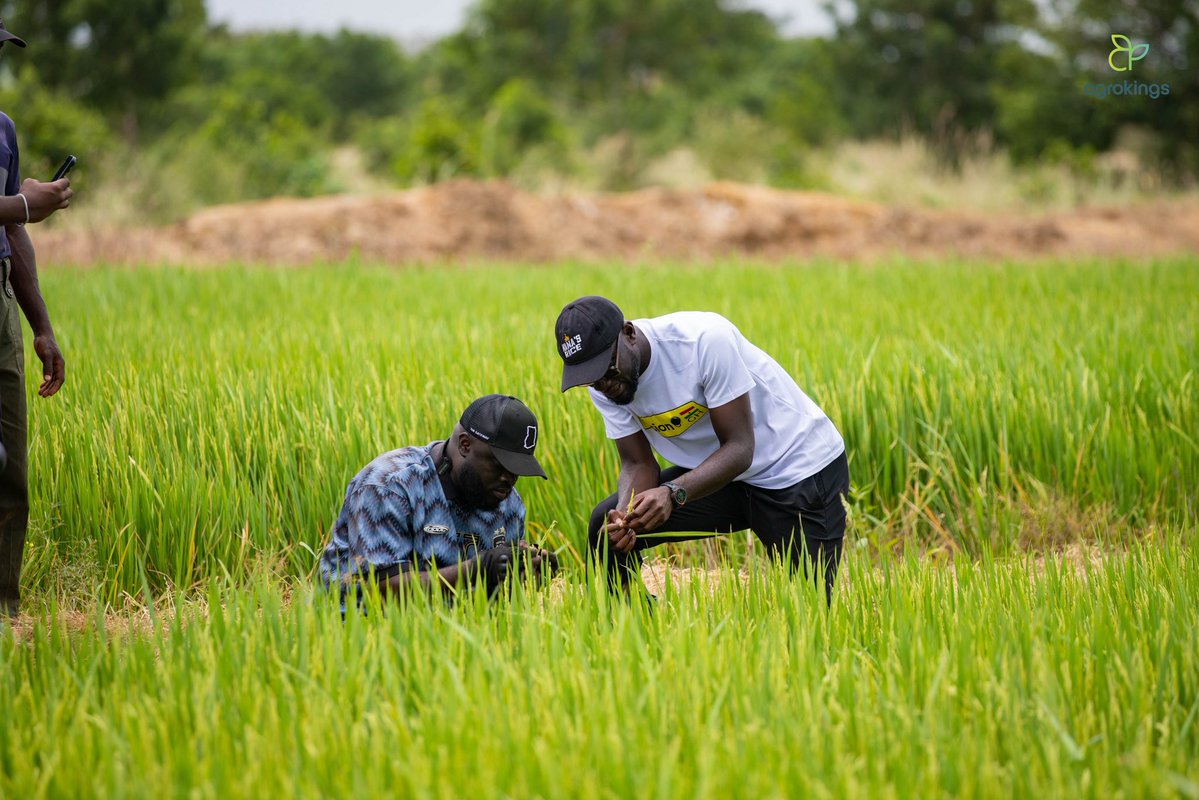 kwadwosheldon's tweet photo. Biggest rice farm in Ghana.. In the cut is the founder, Nana!! https://t.co/bDzOQWoc4A